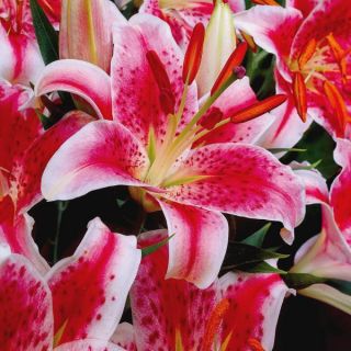 Stargazer Lily Thumbnail